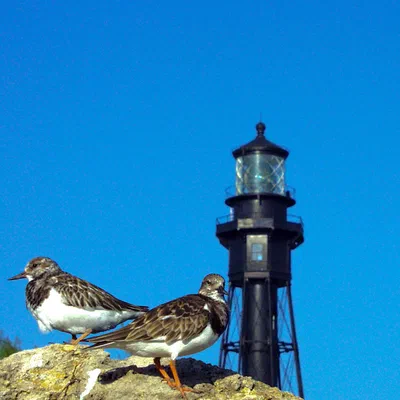 Sandpipers