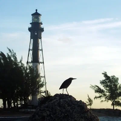 Heron